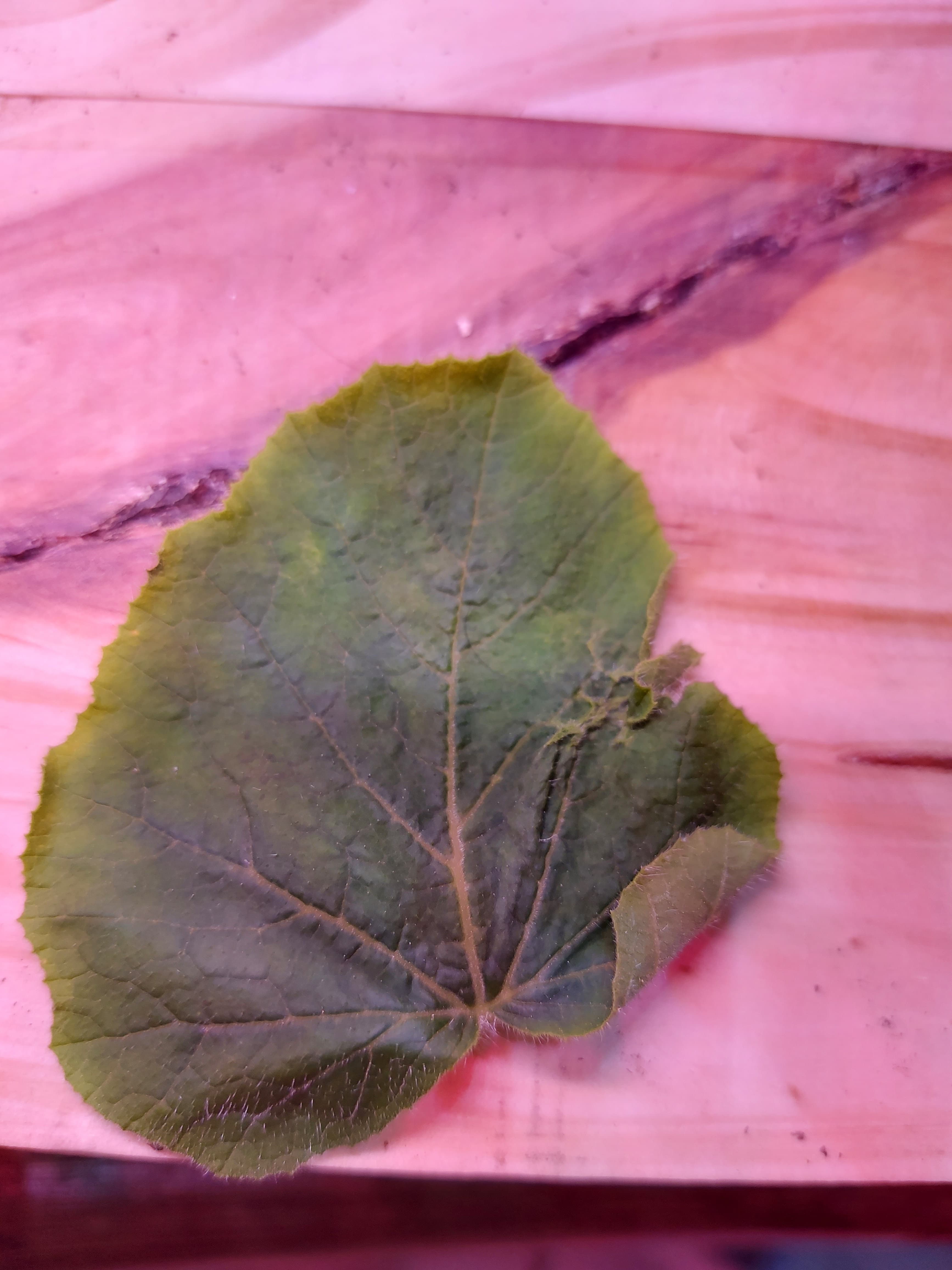 Plant illness - Image 2
