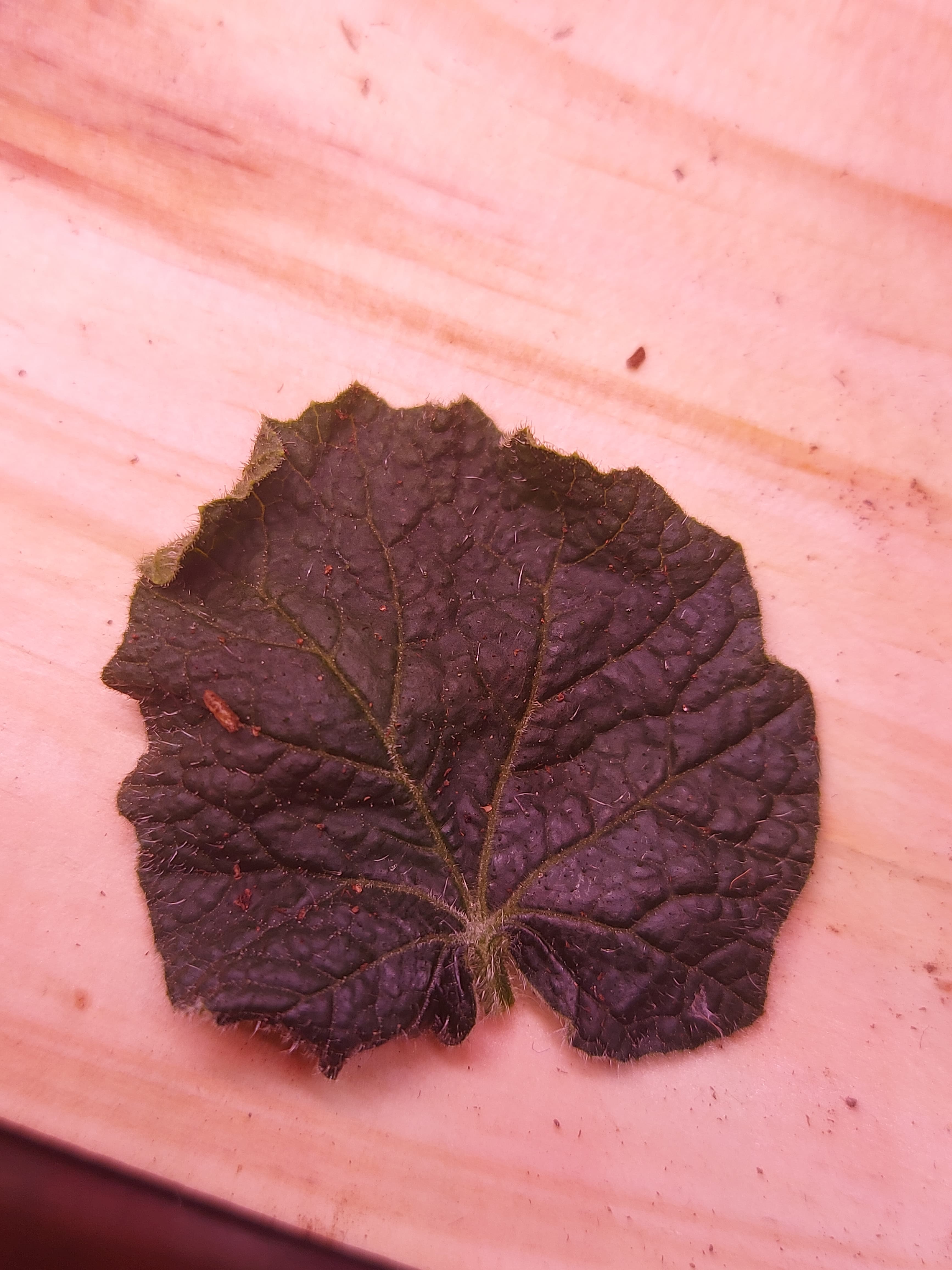 Plant illness - Image 3